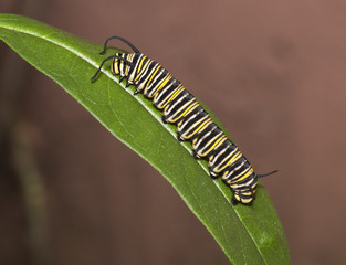 Yellow, black, white striped monarch caterpillar on a green leaf against a blurred brown background