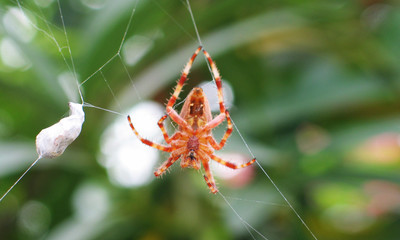 insect caught in a spider's web