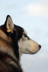 Profile portrait of a husky dog with blue eyes on the background of blue sky.