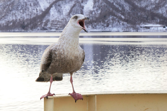Seagull open mouth  perching on a handrail of cruise ship