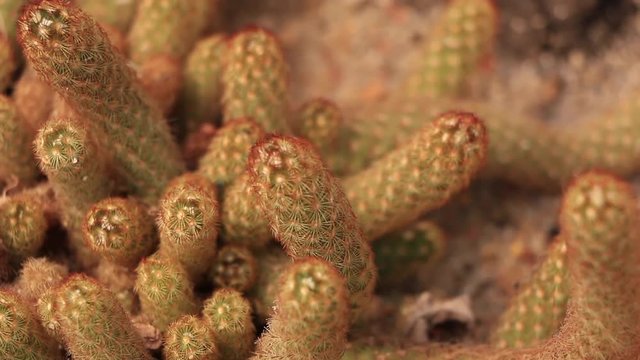 cactaceae mammillaria elongata DC.