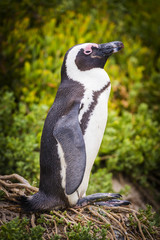 African Penguin Cape Peninsula