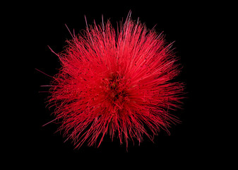 Close up of Red Powder Puff or Calliandra haematocephala Hassk isolated on black background