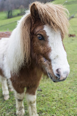 Obraz premium Cute pony