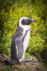 African Penguin Cape Peninsula