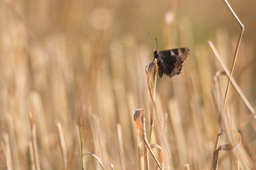 butterfly inactive on straw