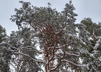 Beautiful winter landscape with trees covered with snow