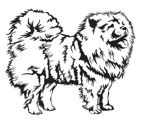 Decorative Chow Chow vector illustration