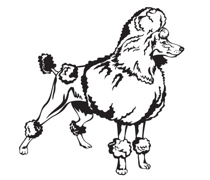 Decorative Poodle vector illustration