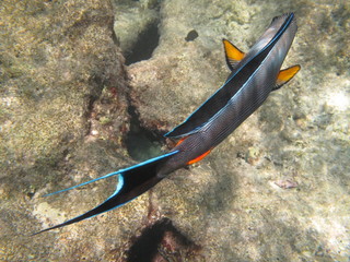 barrirera corallina © paolo