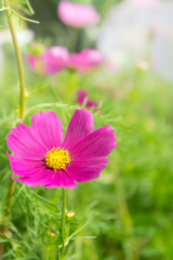 pink flowers in the park , cosmos flowers in the garden with sun
