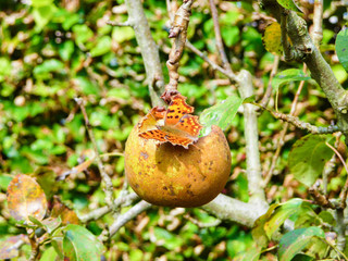 Comma butterfly eating from a pear hanging in a tree