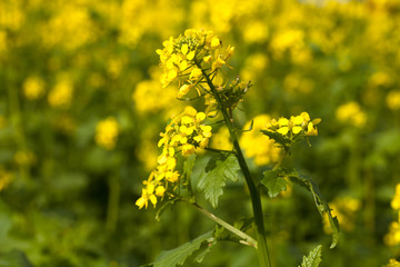 gelber Raps auf einem Feld