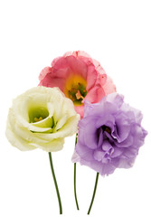 eustoma flower