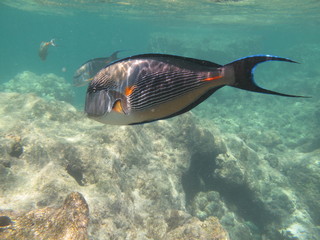 barrirera corallina © paolo