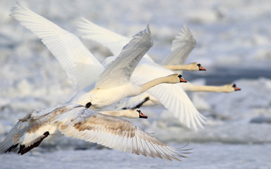 Group of swans flying over the frozen Danube river covered with snow at Zemun in the Belgrade Serbia.