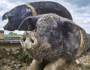 organic free range saddleback pigs in mud