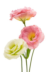 Fototapeta premium eustoma flower