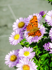 Beautiful comma butterfly with open wings feeding from an aster