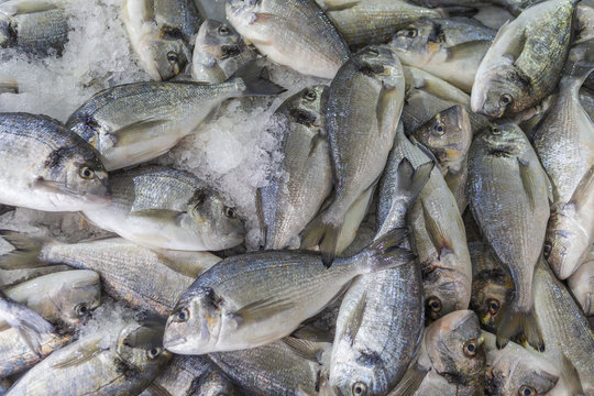 fish market Daurades North Africa, Tunisia, Djerba, 