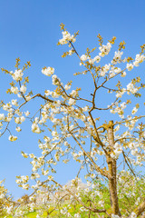 view of a cherry tree in springtime