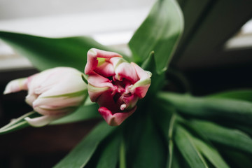 Bright pink and white tulips flowers