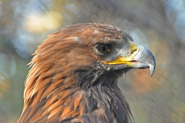 Portrait of Golden Eagle (Aquila chrysaetos)