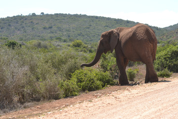 Fototapeta na wymiar Afrikanischer Elefant