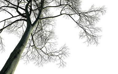 Bare tree branches isolate on white background, 3d illustration