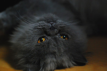 Gray Persian cat