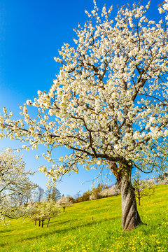 view of a cherry tree in springtime