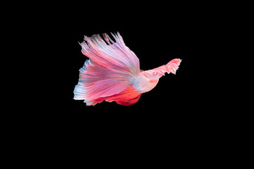 .Betta fish, moving moment of Siamese fighting fish isolated on