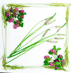 Frame of clover and field grass on white