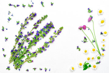 Frame of field flowers and chamomile