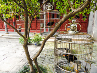 Two birds in cages hanging in a tree in a traditional Chinese te