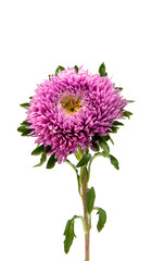 aster flower