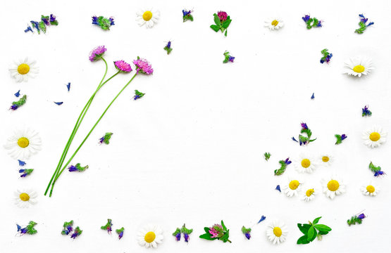 Frame of field flowers clover and chamomile