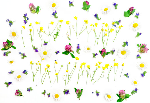 Frame of ranunculus clover chamomile and field flowers on white