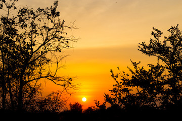 Sun set with silhouette branch of tree