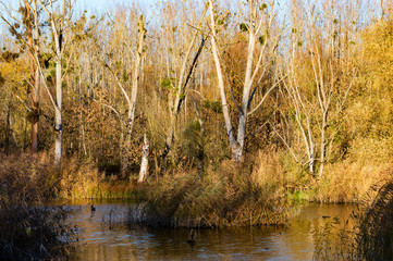 Details Floodplain forest in the foreground reeds