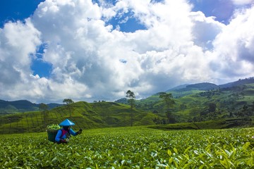 Fresh Tea Garden