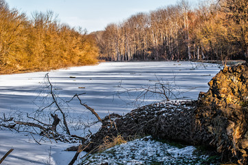 Fallen tree on the frozen pond