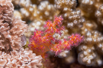Soft coral detail