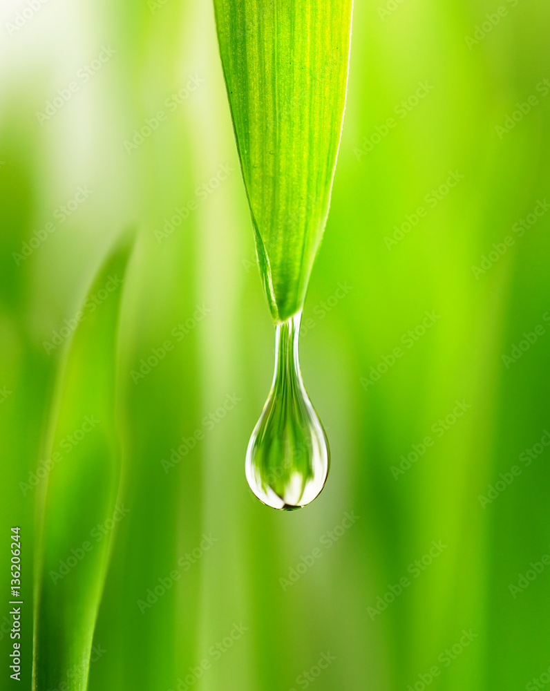Poster large water drop rain dew in spring summer grass close-up macro. young juicy green shoots sprouts of