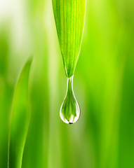 Large water drop rain dew  in spring summer grass close-up macro. Young juicy green Shoots sprouts...