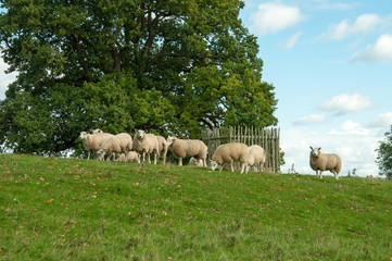 Sheep following each other up an hill.