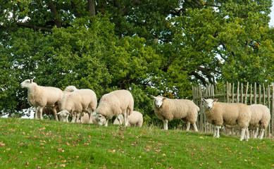 Obraz na płótnie Canvas Sheep following each other up an hill.