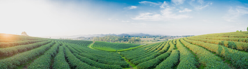 Fototapeta na wymiar Tea plantation landscape with panorama