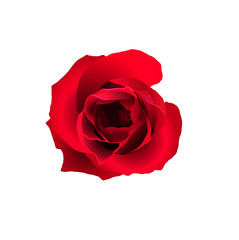 Abstract red rose, isolated