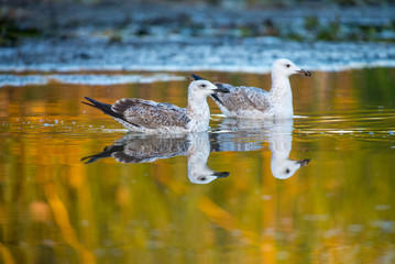 River gull on a golden water in autumn